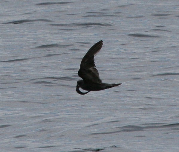 Ashy Storm-Petrel with fish